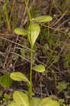 Seaside brookweed <BR>Water pimpernel